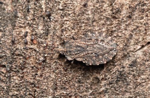 Aradus ribauti
